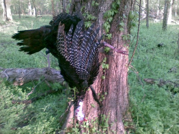 Tunica turkey