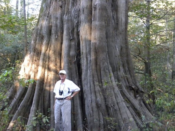 Prize cypress tree