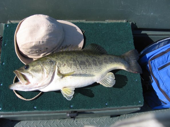 Monticello 8 pounds+